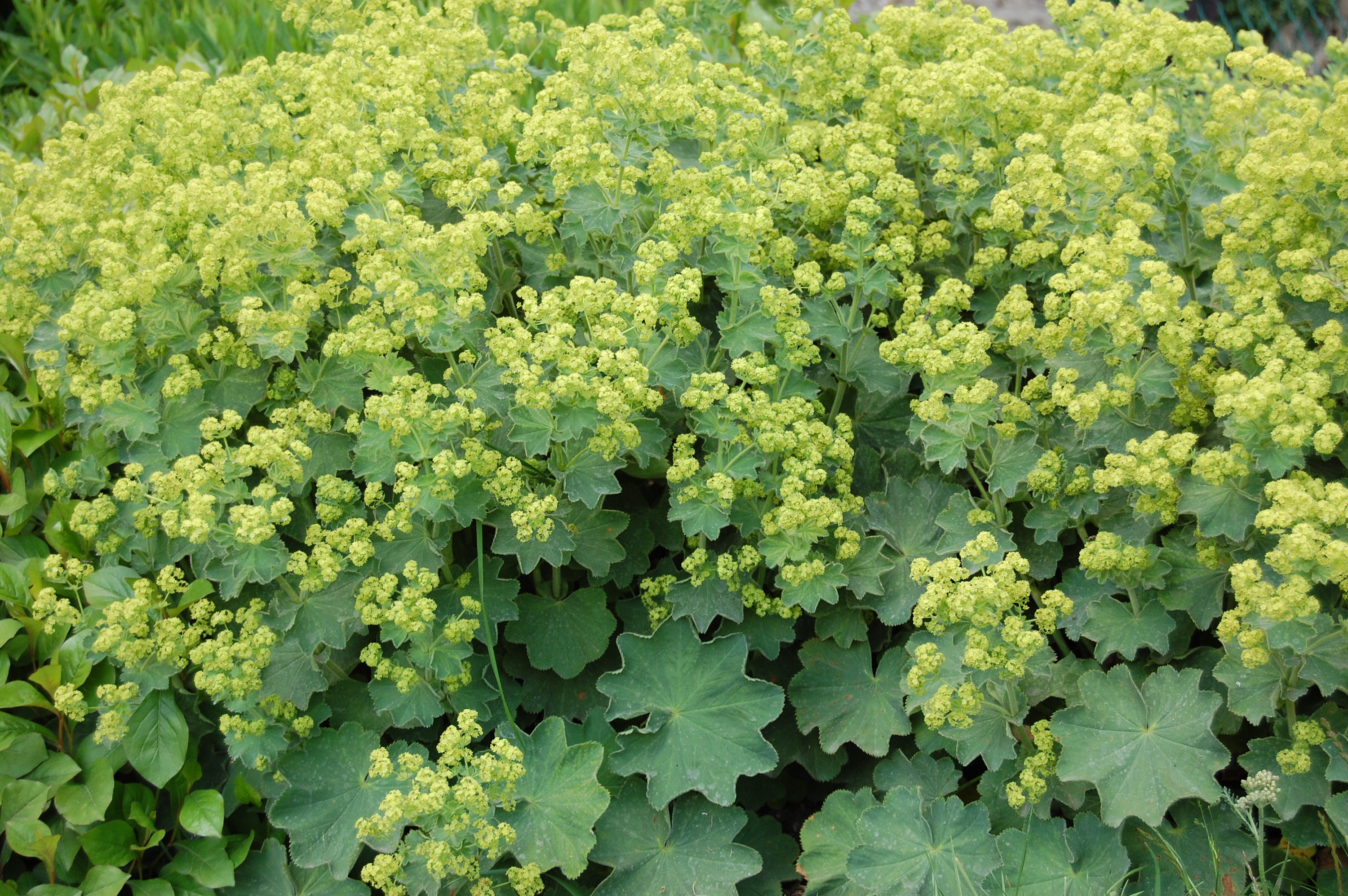 Alchémille mollis, Manteau de notre dame, Alchemilla mollis