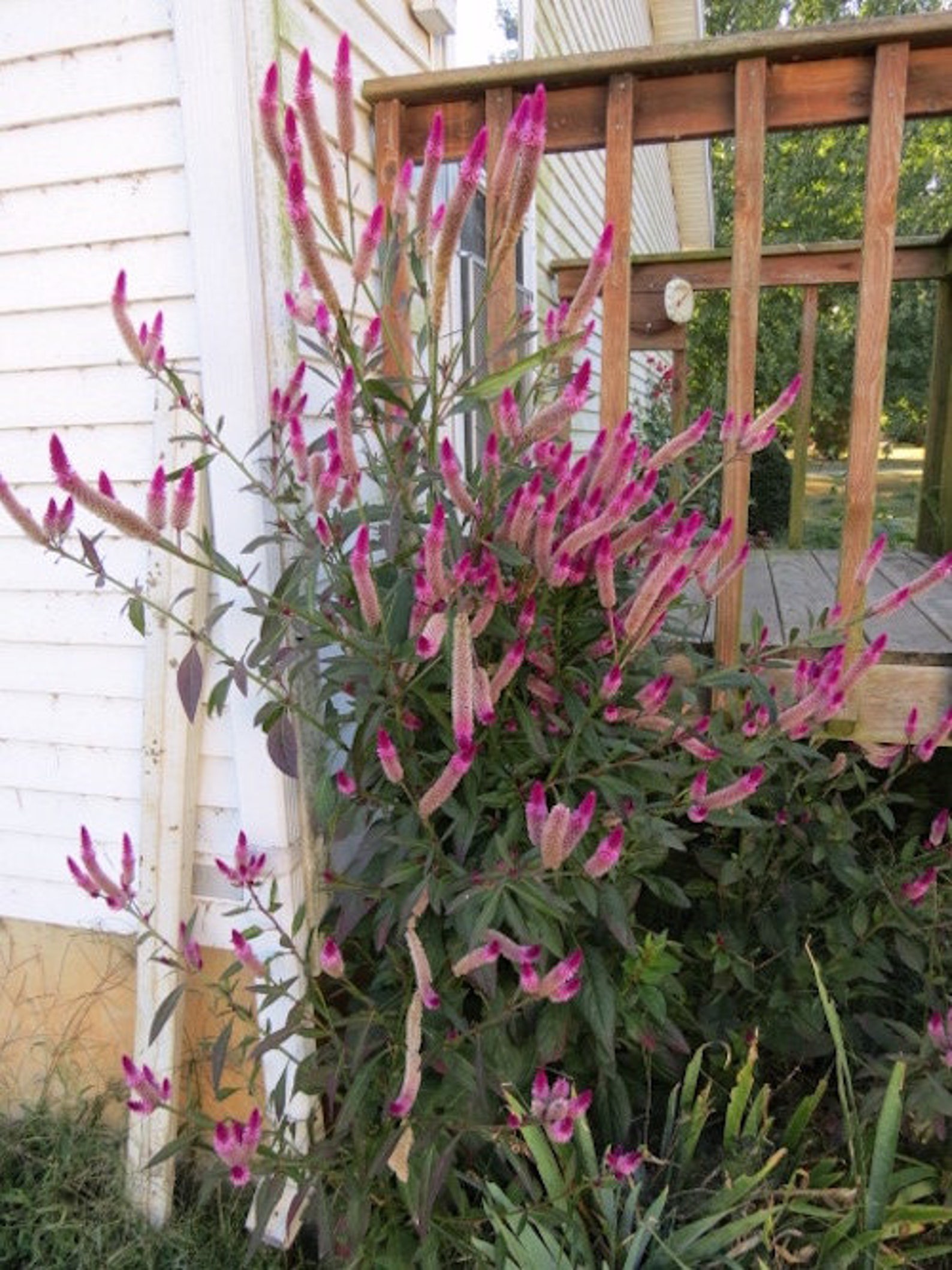 30 CELOSIA CRAMERS’ AMAZON / Huge Tall Annual Hummingbird - Etsy