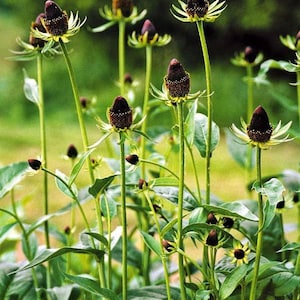 40 Rudbeckia GREEN WIZARD CONEFlower Perennial Deer Resistant Flower Seeds image 4