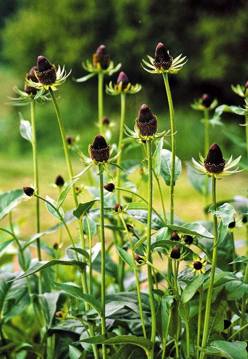 40 Rudbeckia GREEN WIZARD CONEFlower Perennial Deer Resistant Flower Seeds image 4