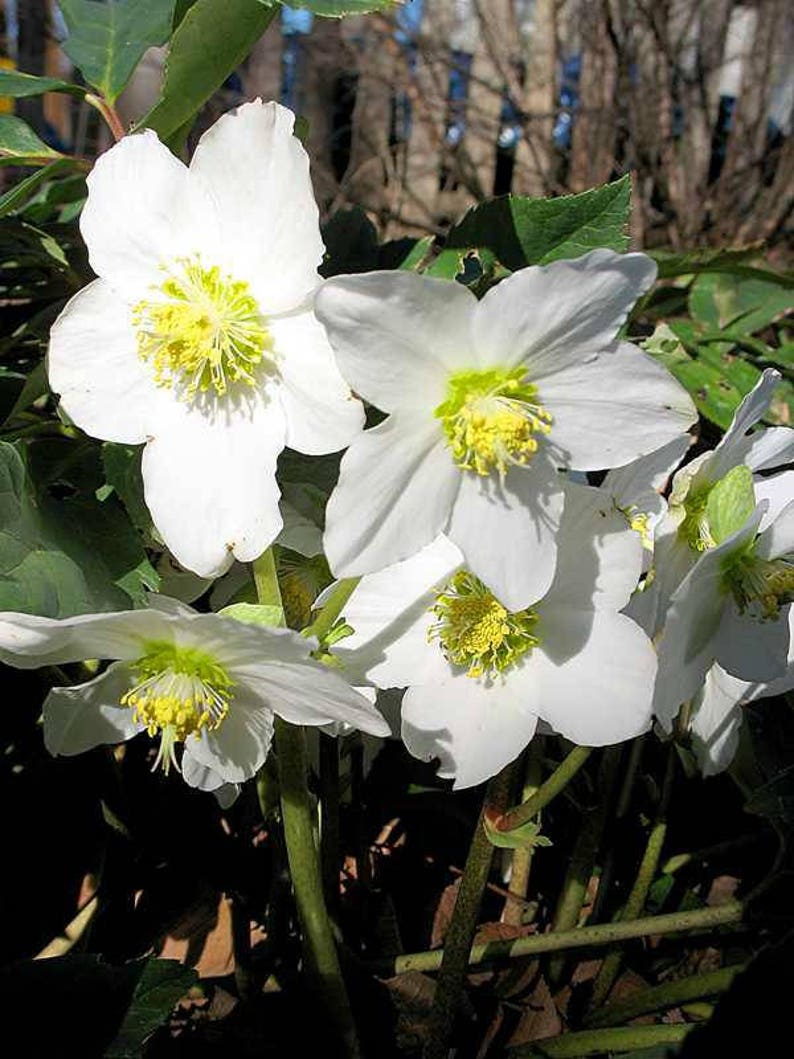 15 HELLEBORUS CHRISTMAS ROSE Perennial Shade Early or Winter Etsy