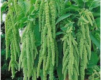 120+  Amaranthus LOVE LIES BLEEDING Lime Green aka Amaranth  Fast Edible Annual Flower Seeds