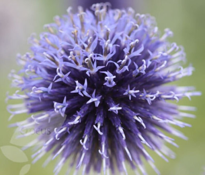 15 BLUE GLOW GLOBE Thistle Bannaticus Deer Resistant Etsy
