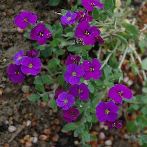 80 AUBRIETA VIOLET, Rock Cress Perennial Deer Resistant Ground Cover Fragrant Flower Seeds afbeelding 4