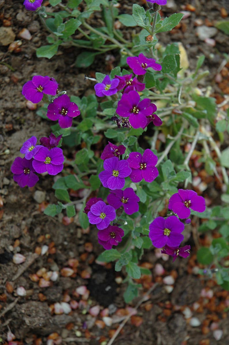 80 AUBRIETA VIOLET, Rock Cress Perennial Deer Resistant Ground Cover Fragrant Flower Seeds image 4