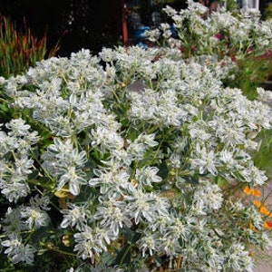 60 SNOW on the MOUNTAIN, Euphorbia Marginata Deer & Rabbit Resistant Annual Flower Seeds image 7