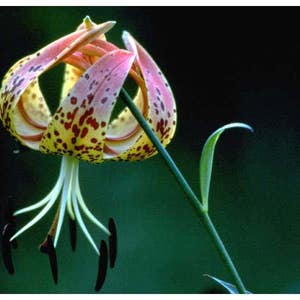 50+  LILY TURK'S Cap Perennial Native LILY 7 Ft Tall Flower Seeds