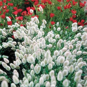 120 BUNNY TAILS Lagurus Hare's Tale Annual Long Lasting Ornamental Grass Flower Seeds image 3