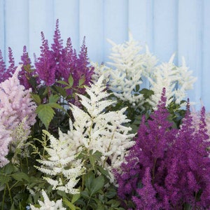 120 ASTILBE BUNTER ZAUBER Mix High Performer Deer Resistant, Shade Perennial Flower Seeds Bild 2