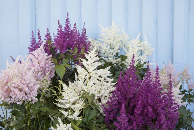 120 ASTILBE BUNTER ZAUBER Mix High Performer Deer Resistant, Shade Perennial Flower Seeds image 2