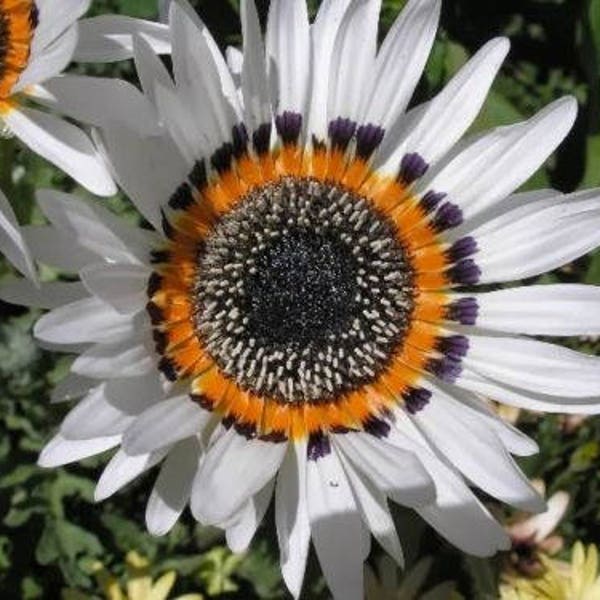 30+  VENIDIUM ZULU PRINCE Easy Fast Annual, Heat Tolerant , Deer Resistant Flower Seeds