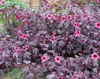 8+ MAHOGANY HIBISCUS SPLENDOR, Acetosella, Rose of Sharon,  Flower Seeds