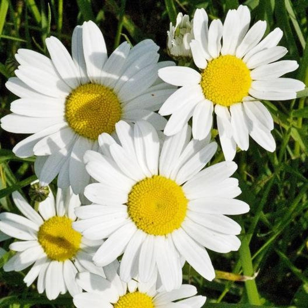 80 DAISY CLASSIC SHASTA White Perennial Shade or Sun Tolerant Deer
