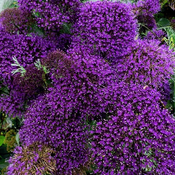 10+   THROATWORT BLACK KNIGHT Trachelium Glowing Violet Purple  Perennial FLower Seeds