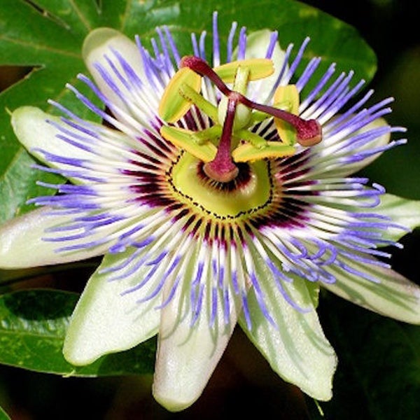 Passion Flower Vine Etsy