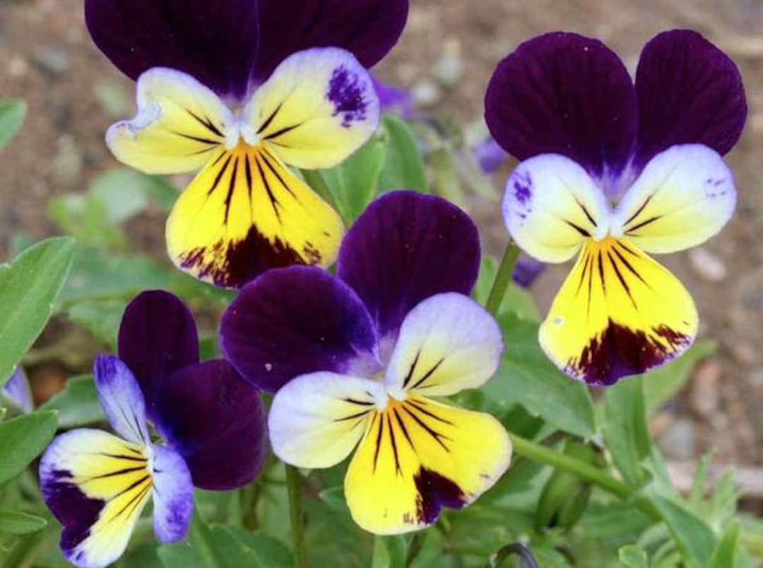 120 VIOLA Johnny Jump Up Helen Mount / Pansy or Violet / - Etsy