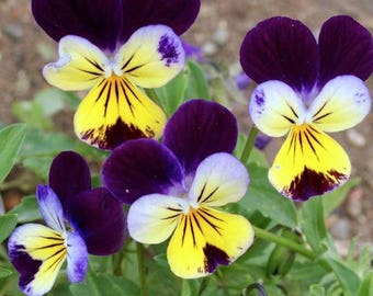 120+  VIOLA Johnny Jump Up, Helen Mount / Pansy or Violet / Houseplant & Edible  Perennial Heirloom Flower Seeds