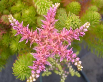 120+   SEDUM SEASTAR, Widows Cross, Succulent for Shade, Stonecrop Ground Cover Perennial Flower Seeds