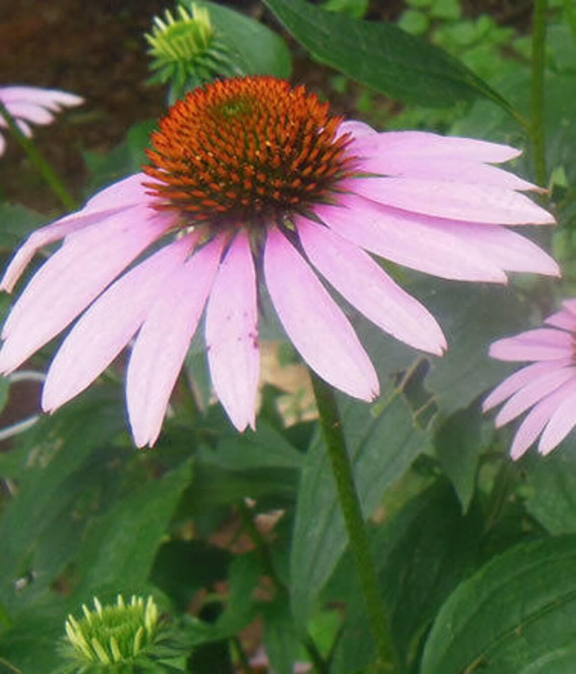purple coneflower deer resistant purple coneflower deer resistant