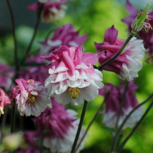 30 +   COLUMBINE PINK PETTICOAT Aquilegia Perennial  Deer Resistant Easy Flower Seeds