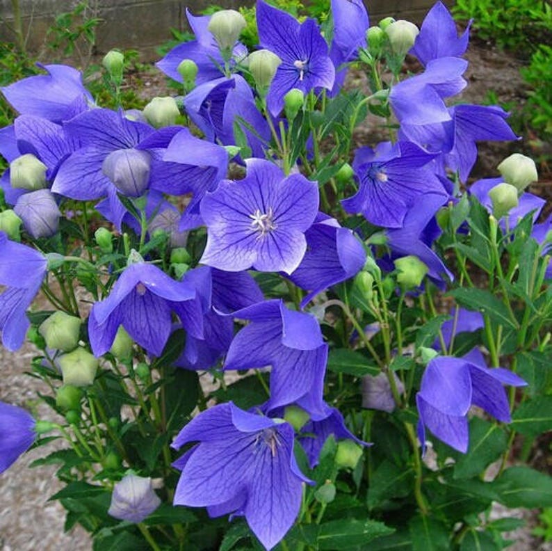 120 BALLOON PLATYCODON Mariesii Violet Blue, Perennial, Deer Resistant, Perennial Flower Seeds image 1