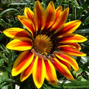 120+  GAZANIA SUNSHINE MIX  Deer Resistant  Early Summer to Frost  Bloom Flower Seeds