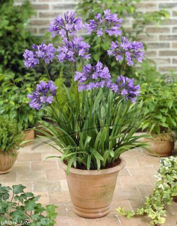 AGAPANTHUS 20 EVERGREEN FLOWER SEEDS BLUE aka LILY OF THE