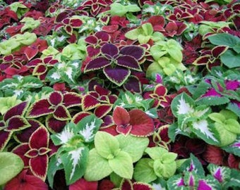 50+  COLEUS RAINBOW MIX   Shade Loving Indoor or Outdoor Plant  Flower Seed