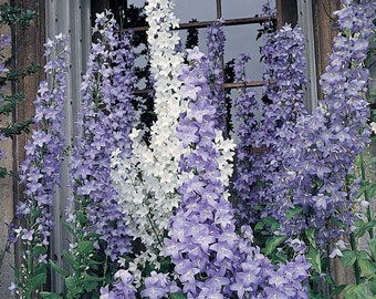 120+  CAMPANULA  PYRAMIDALIS  BLUE  Chimney Bells /  Perennial  4 - 6  Feet Fragrant  Flower Seeds