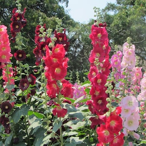 50 HOLLYHOCK INDIAN SPRING, Alcea Rosea / True Heirloom / Perennial Deer Resistant Flower Seeds image 2