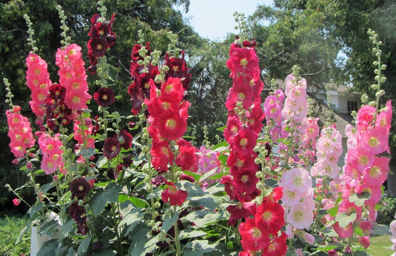 50 HOLLYHOCK INDIAN SPRING, Alcea Rosea / True Heirloom / Perennial Deer Resistant Flower Seeds image 2