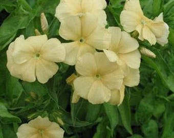 120+  PHLOX YELLOW BEAUTY  Self Sows to Perennial, Butterfly Magnet, Hardy Flower Seeds