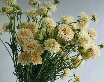 50+ SCABIOSA APRICOT YELLOW Annual Self Sows, Deer Resistant Flower Seeds