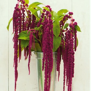 120+  Amaranthus MAGENTA DREADLOCKS  Love Lies Bleeding Fast Annual Flower Seeds