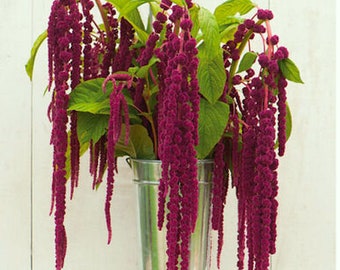 120+  Amaranthus MAGENTA DREADLOCKS  Love Lies Bleeding Fast Annual Flower Seeds