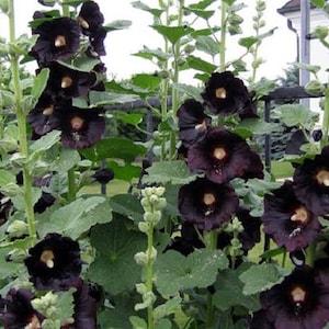 50+   HOLLYHOCK BLACK Alcea Rosea, Nigra  HEIRLOOM Perennial Deer Resistant Flower Seeds