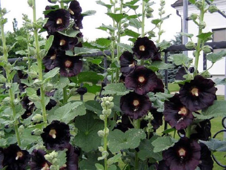 50 HOLLYHOCK BLACK Alcea Rosea, Nigra HEIRLOOM Perennial Deer Resistant Flower Seeds image 1