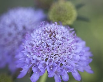 25+ SCABIOSA LARGEST Purple, Cockade Blue, lavender, Perennial Deer Resistant Flower Seeds