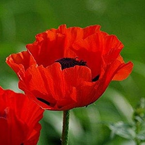 100+  POPPY GIGANTIC  RED  Papaver Orientale / Deer Resistant  Perennial Flower Seeds