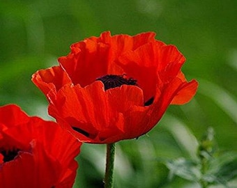 100+  POPPY GIGANTIC  RED  Papaver Orientale / Deer Resistant  Perennial Flower Seeds