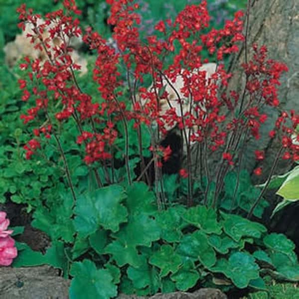 30+  HEUCHERA FIREFLY Coral Bells  Fragrant Shade Perennial Flower Seeds