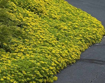 120+   SEDUM YELLOW  Ground Cover aka STONECROP Succulent Perennial Flower Seeds