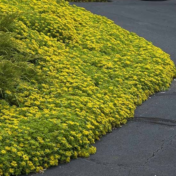 120+   SEDUM YELLOW  Ground Cover aka STONECROP Succulent Perennial Flower Seeds