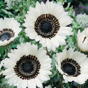 30+   Venidium WHITE MONARCH of the VELDT,   Easy Fast Annual, Heat Tolerant , Deer Resistant Flower Seeds