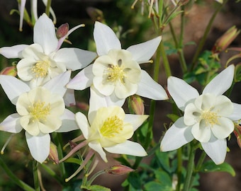 30+  COLUMBINE STAR WHITE Aquilegia  Shade Perennial / Deer & Rabbit Resistant Hardy Flower Seeds