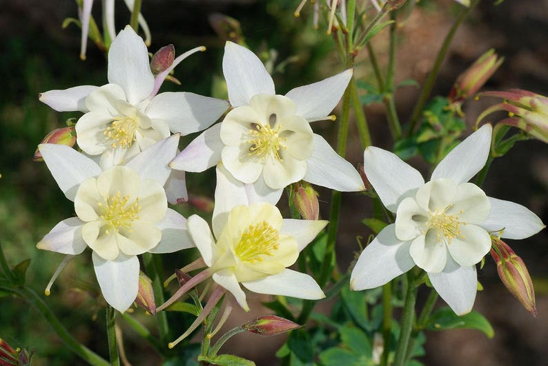 30 AQUILEGIA STAR WHITE Columbine / Shade Perennial / Deer