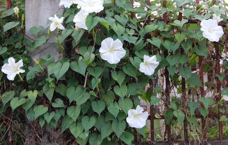 20 MOON FLOWER FRAGRANT Night Bloomer White Morning Glory Etsy