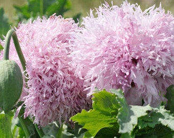 80+  POMPOM LILAC Poppy, Lilac Papaver Heirloom Flower Seeds