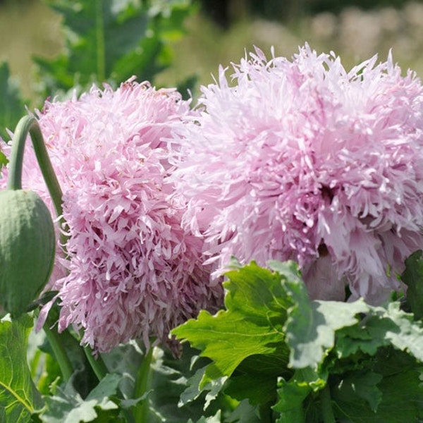 80+  POMPOM LILAC Poppy, Lilac Papaver Heirloom Flower Seeds