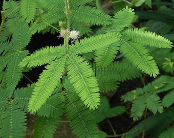 60+ TOUCH ME NOT Mimosa  Perennial  or Annual House Plant  / Responds to Touch Flower Seeds